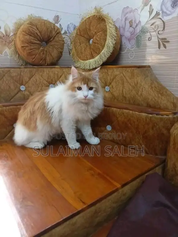 ৬-১২ মাস বয়সী পুরুষ পার্সিয়ান বিড়াল