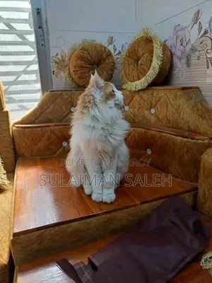 ৬-১২ মাস বয়সী পুরুষ পার্সিয়ান বিড়াল