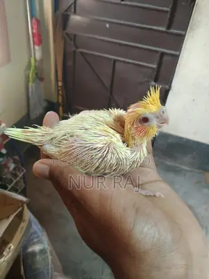 Super Tame Lutino Light Pied Cockatiel Baby