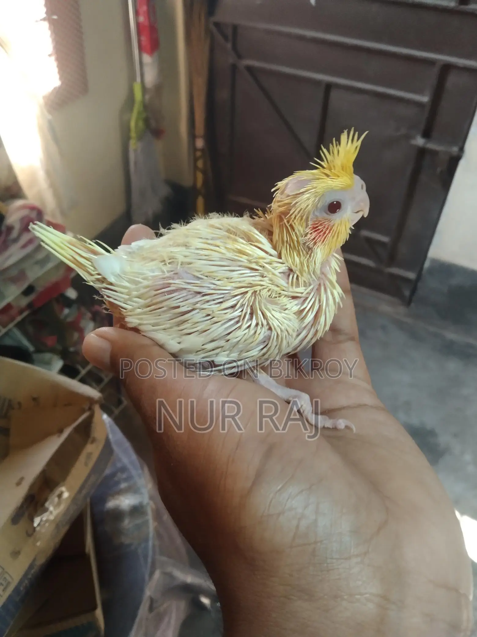 Super Tame Lutino Light Pied Cockatiel Baby