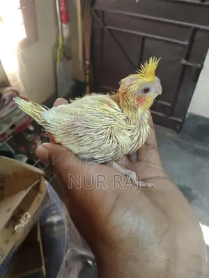 Super Tame Lutino Light Pied Cockatiel Baby