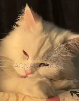 পার্সিয়ান বিড়াল