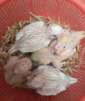 Cockatiel bird