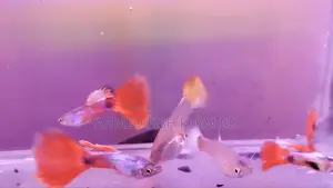 Guppy Fish Shanta Close (Adult Guppy)