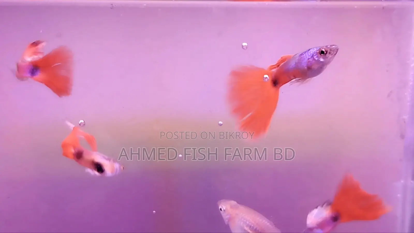 Guppy Fish Shanta Close (Adult Guppy)