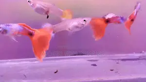 Guppy Fish Shanta Close (Adult Guppy)