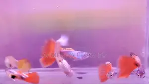 Guppy Fish Shanta Close (Adult Guppy)