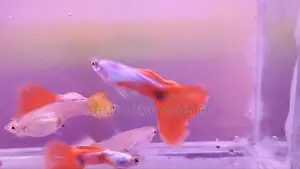 Guppy Fish Shanta Close (Adult Guppy)