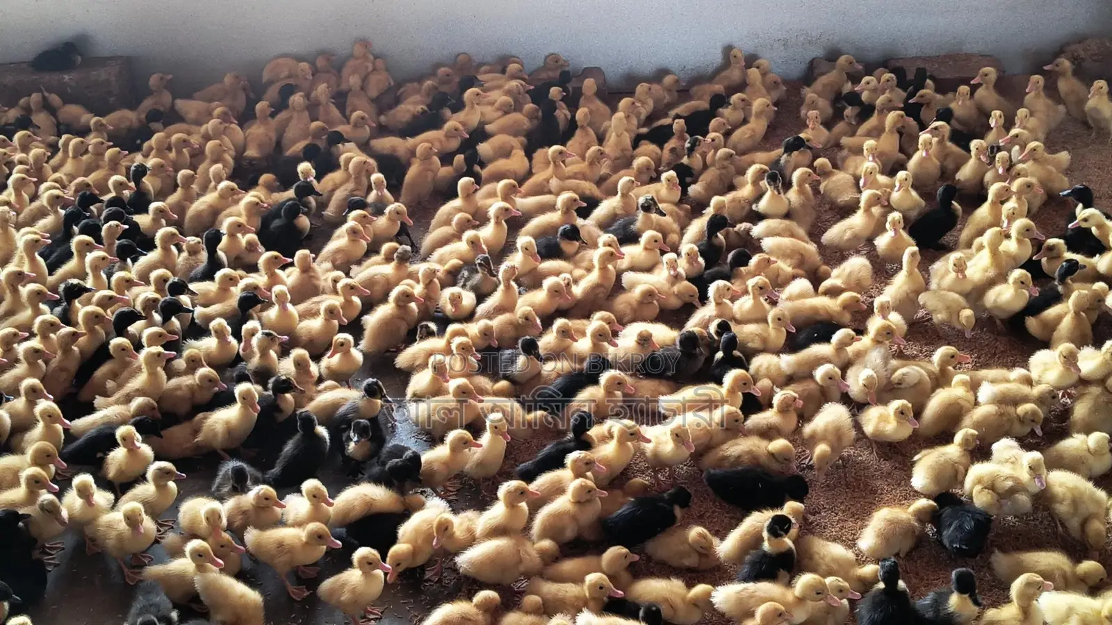 🦆 10-Day-Old Indian Runner and Black Hall Ducklings for Sale! 🦆