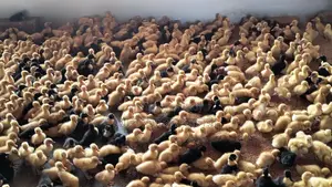 🦆 10-Day-Old Indian Runner and Black Hall Ducklings for Sale! 🦆
