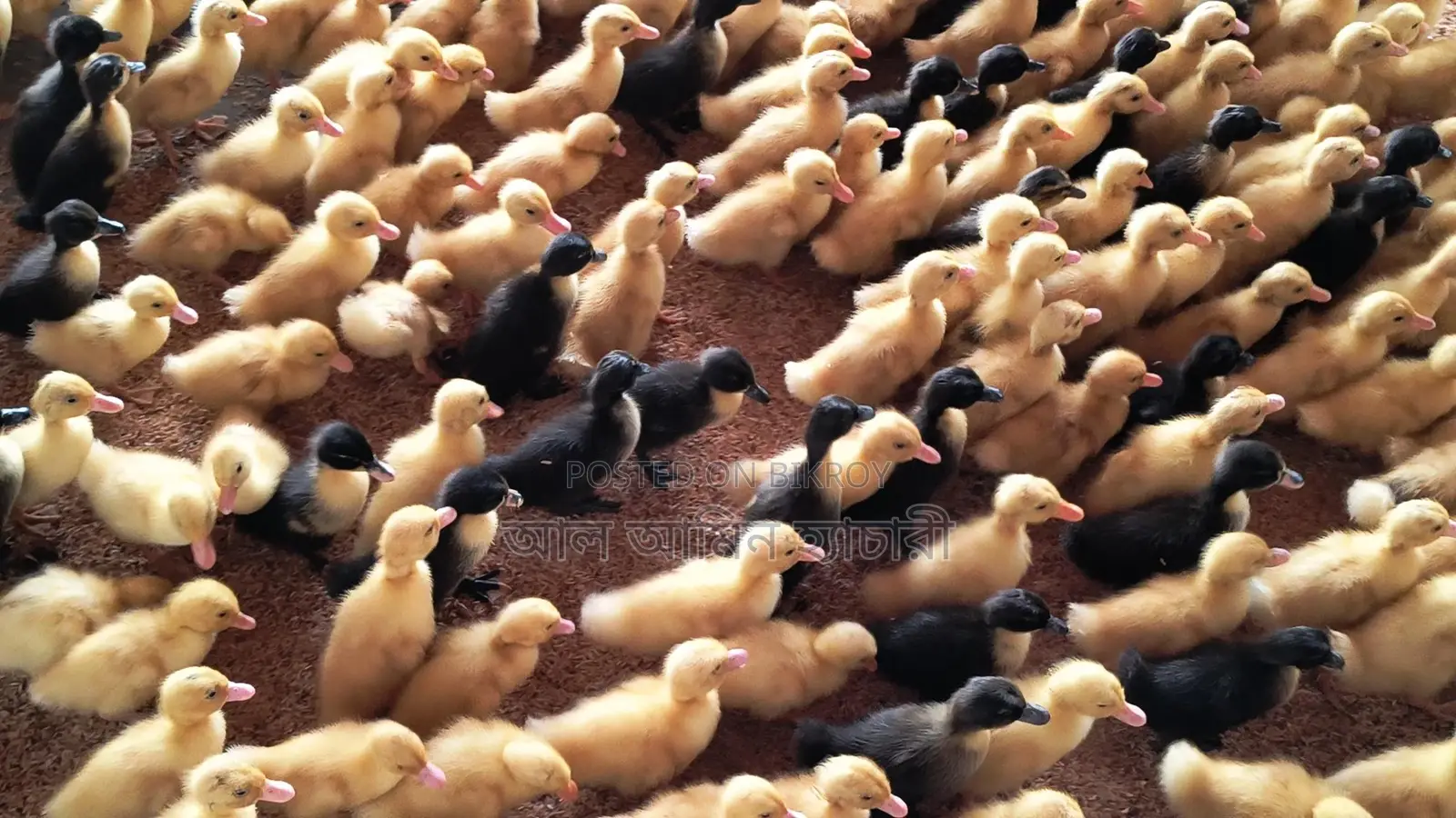 🦆 10-Day-Old Indian Runner and Black Hall Ducklings for Sale! 🦆