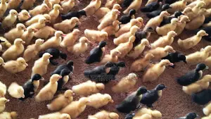 🦆 ১০ দিন বয়সের ইন্ডিয়ান রানার ও ব্ল্যাক হল হাঁসের বাচ্চা বিক্রি!🦆