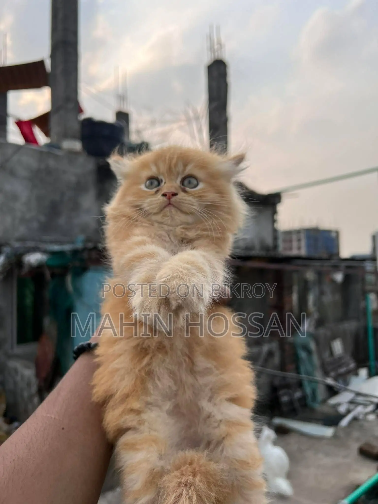 Persian Kitten Ginger Color
