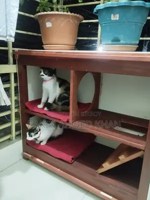 বিড়ালের বাসা ( আউটডোর/ইনডোর)
