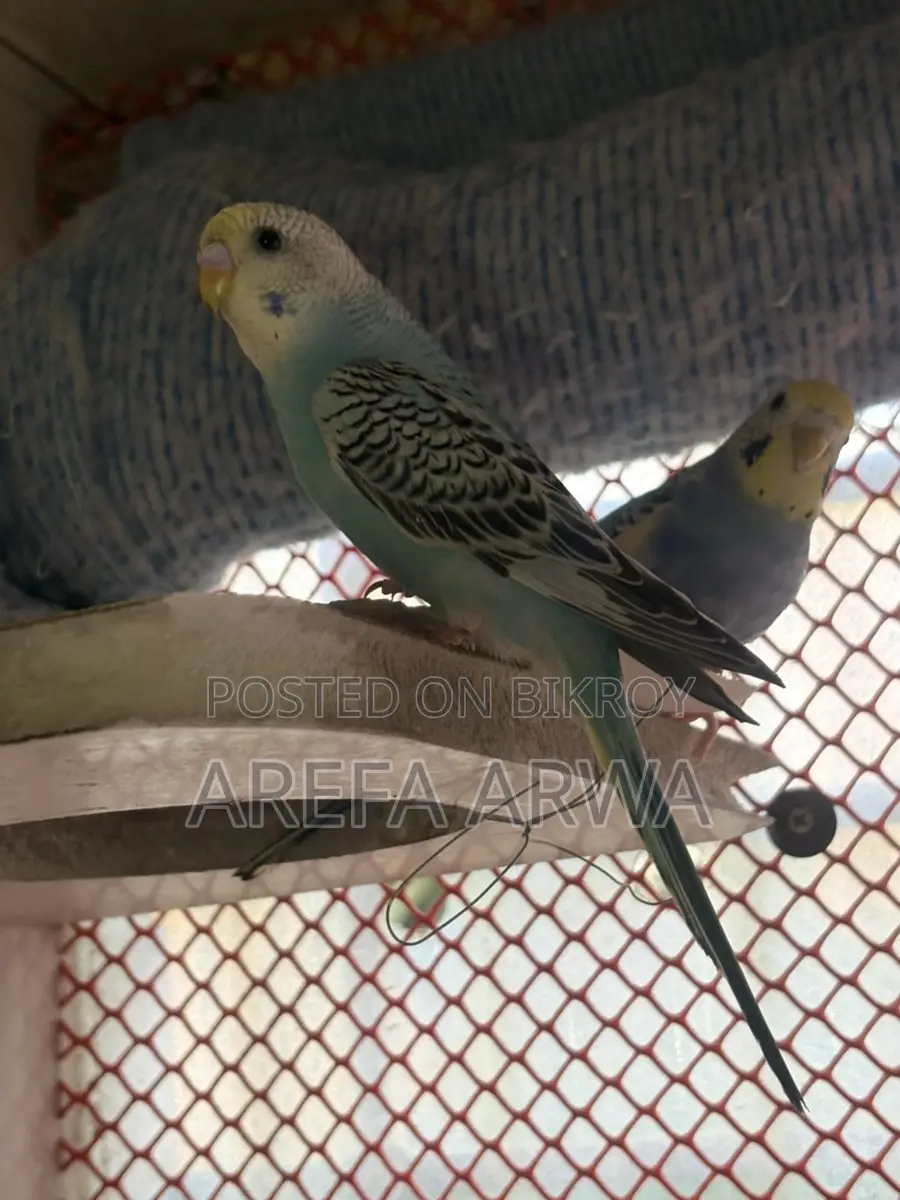 Budgerigars For Sale