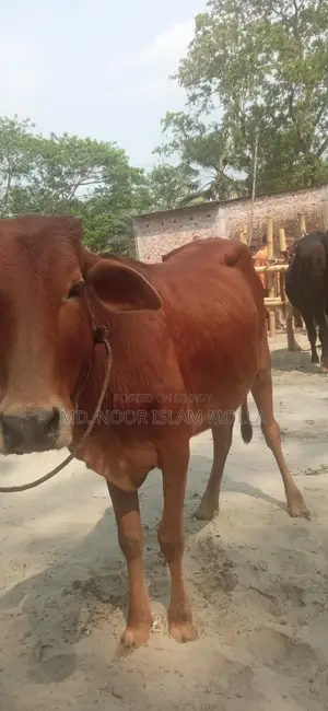 Local Heifer Beef per KG