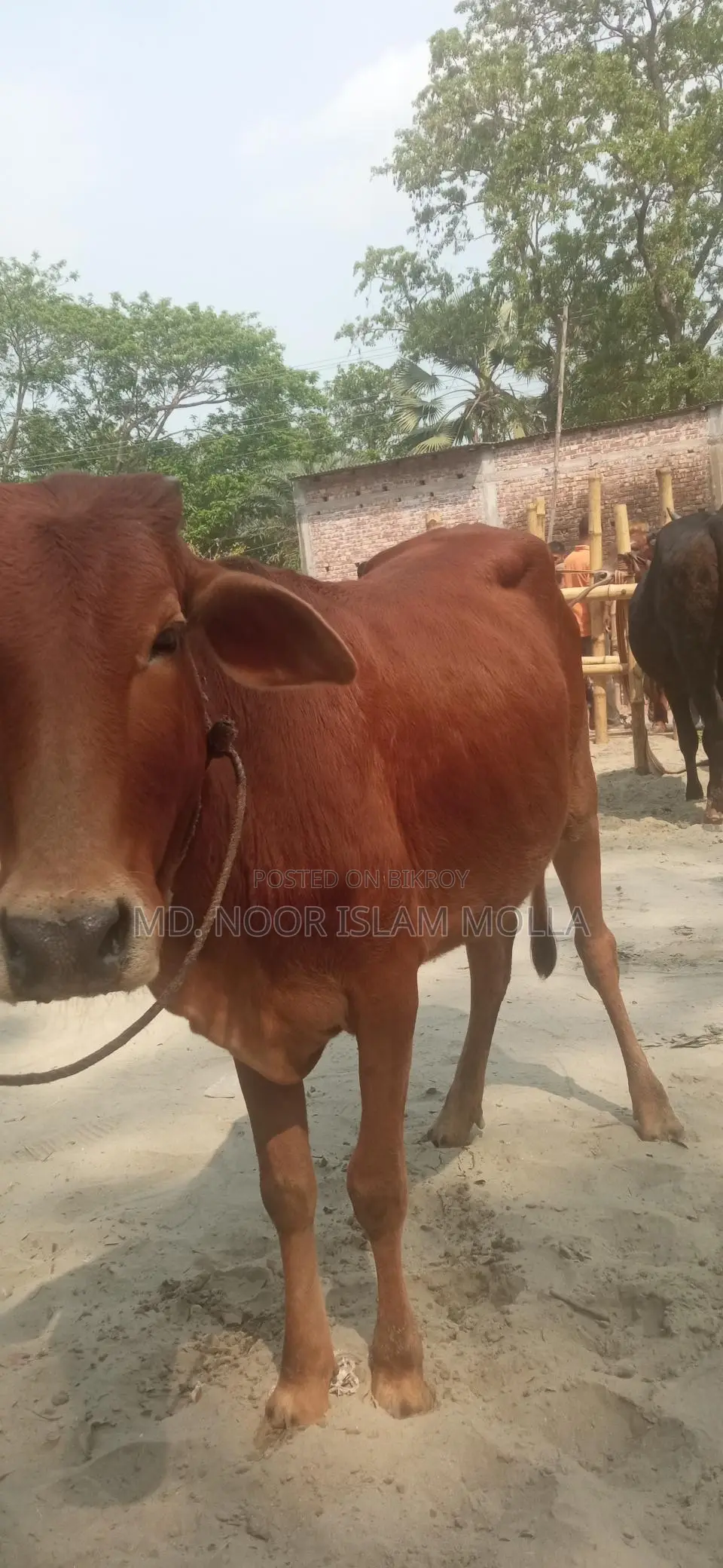 দেশি বকনা গরু কেজি