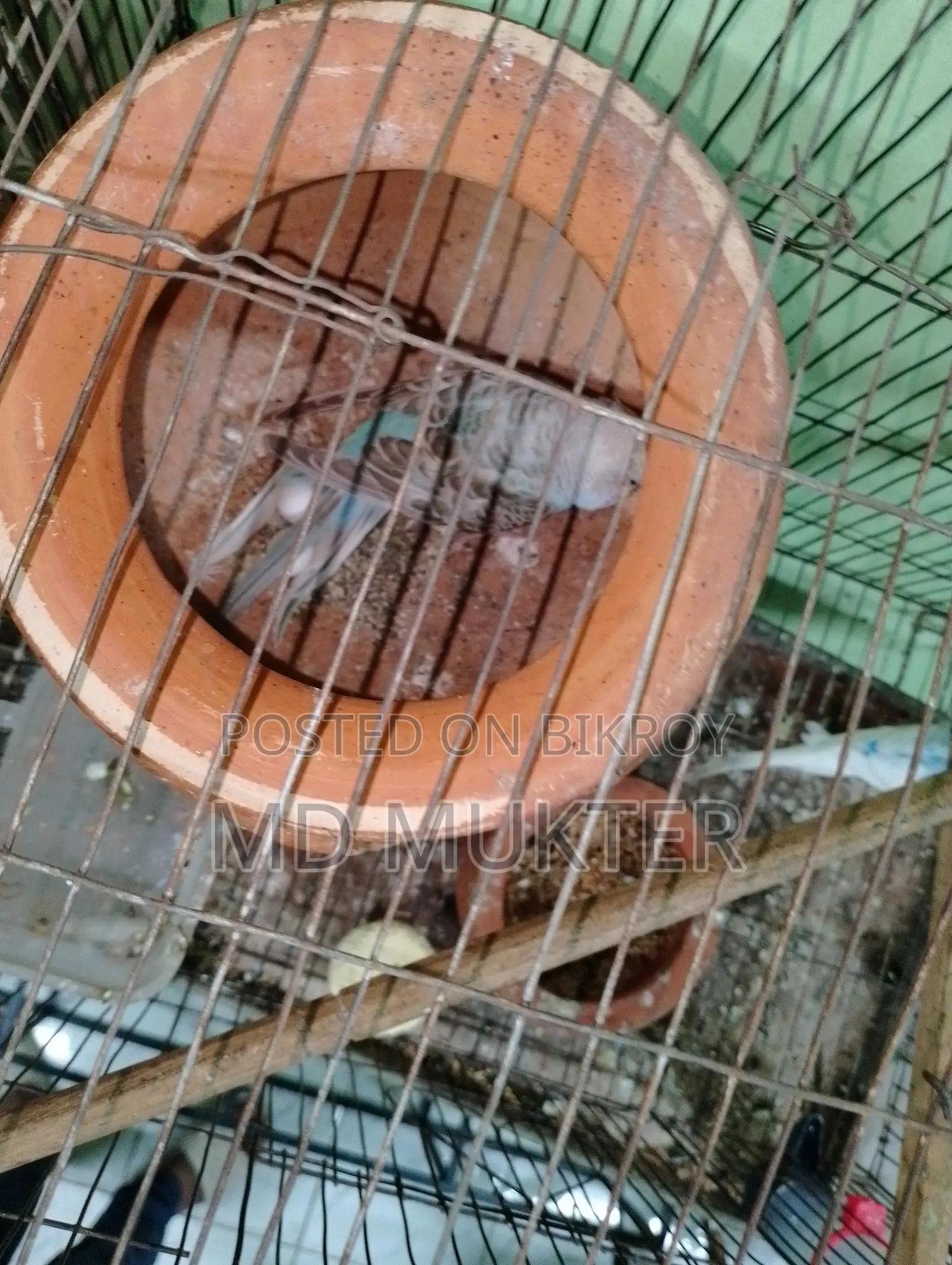 বাজিগর পাখি