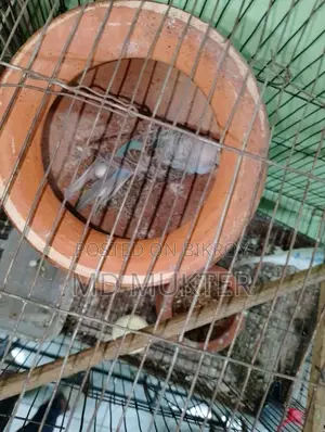 বাজিগর পাখি
