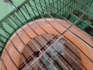 বাজিগর পাখি