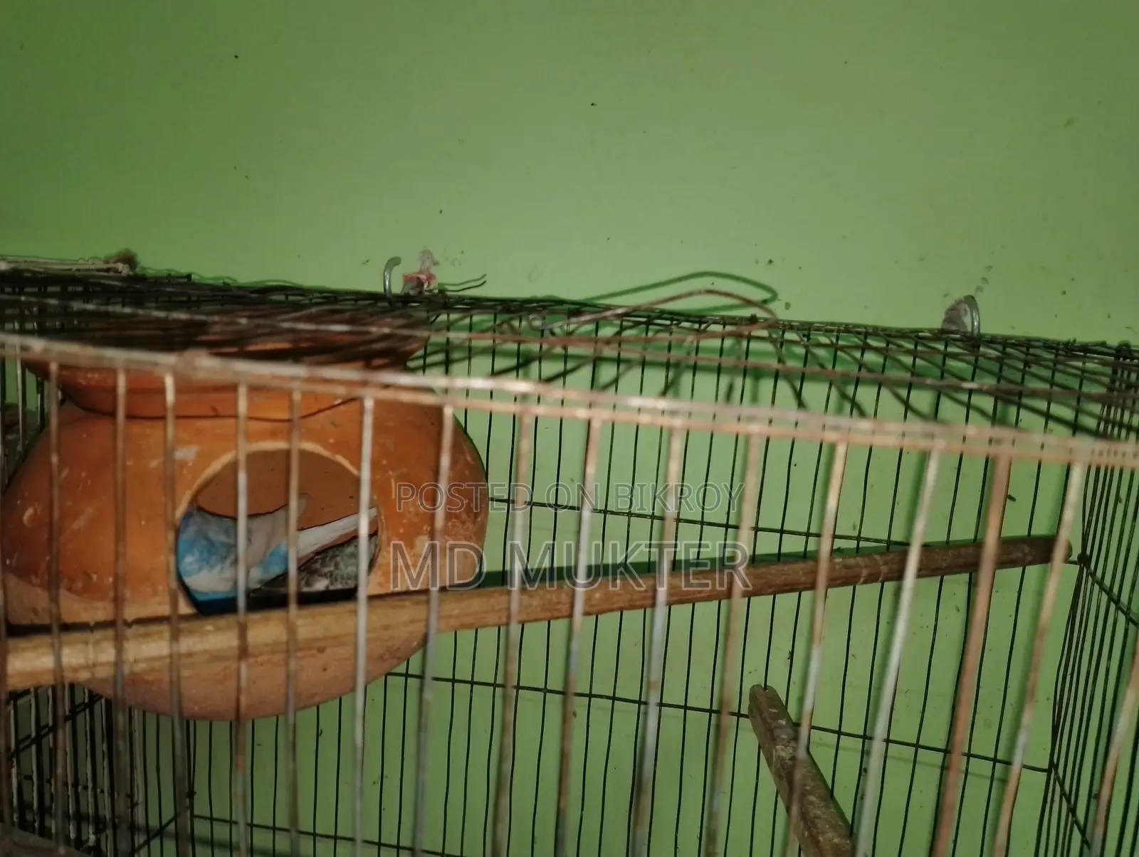 বাজিগর পাখি