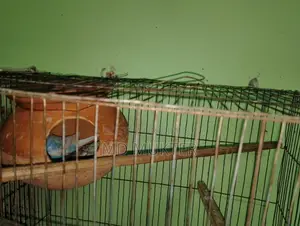 বাজিগর পাখি