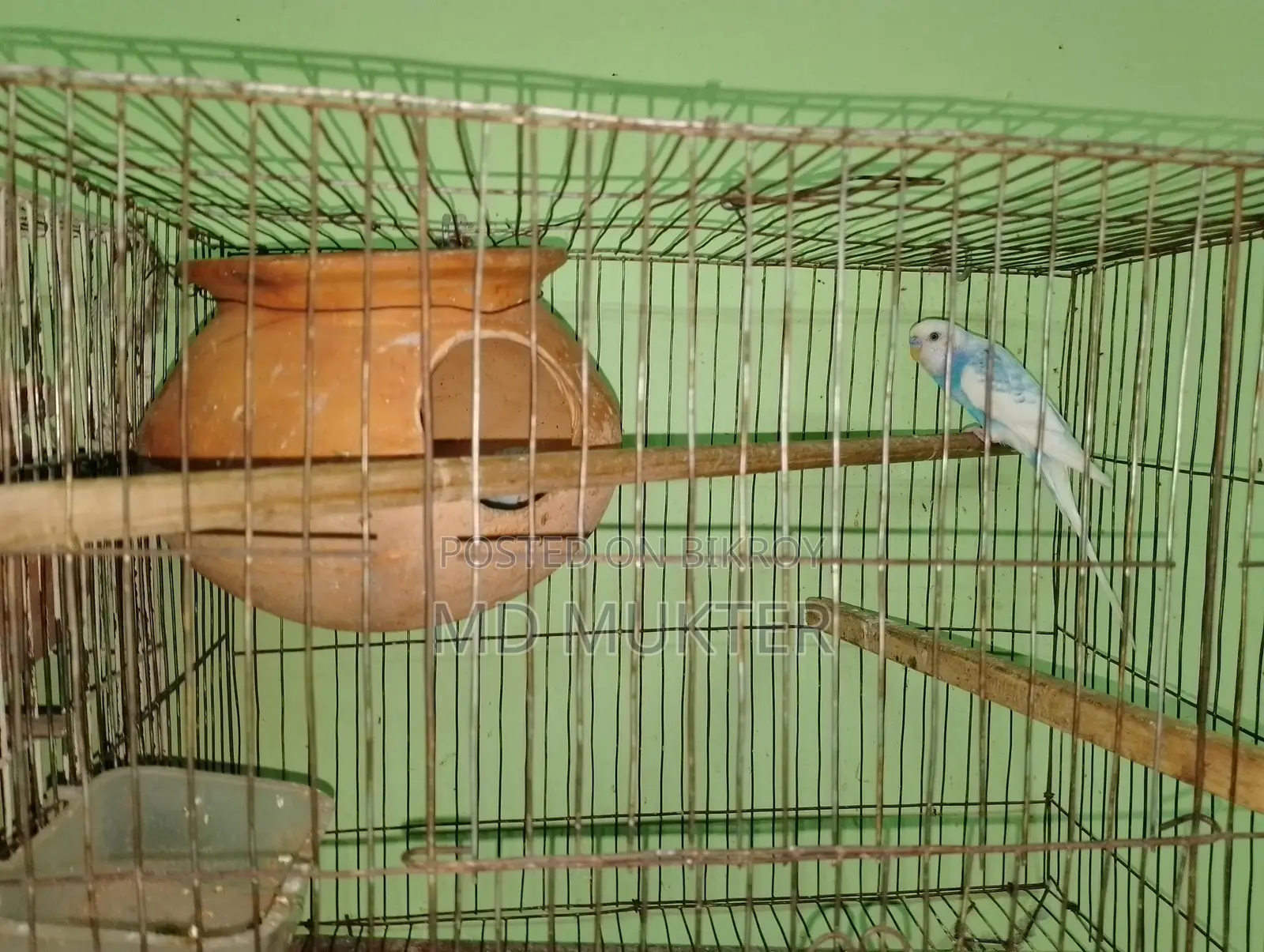 বাজিগর পাখি