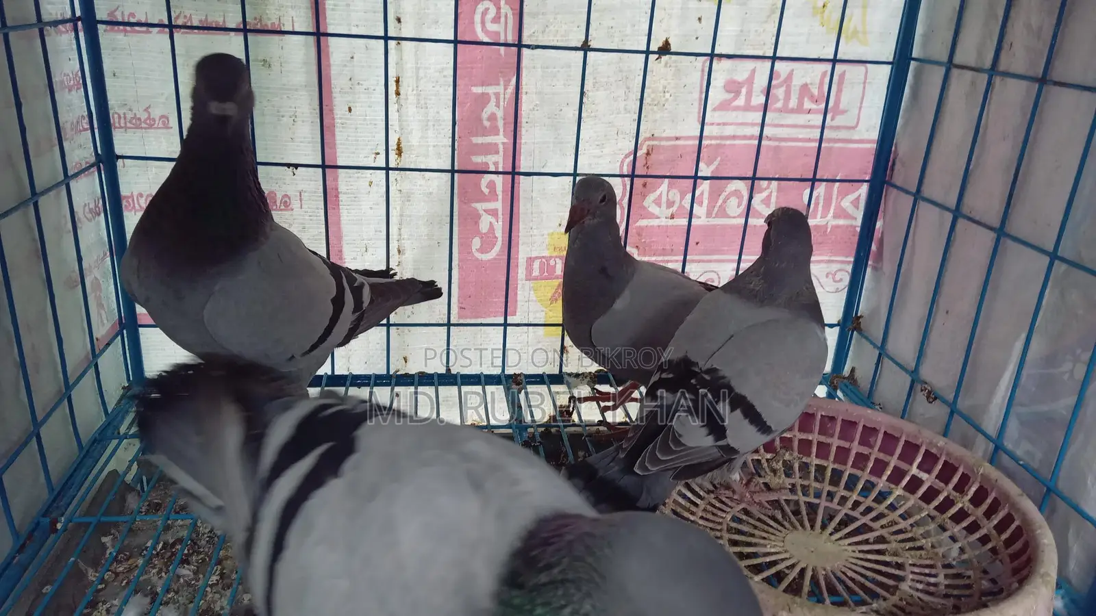 Pigeon/Pigeon Squabs
