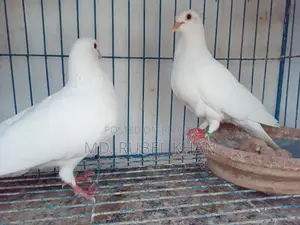 Pigeon/Pigeon Squabs