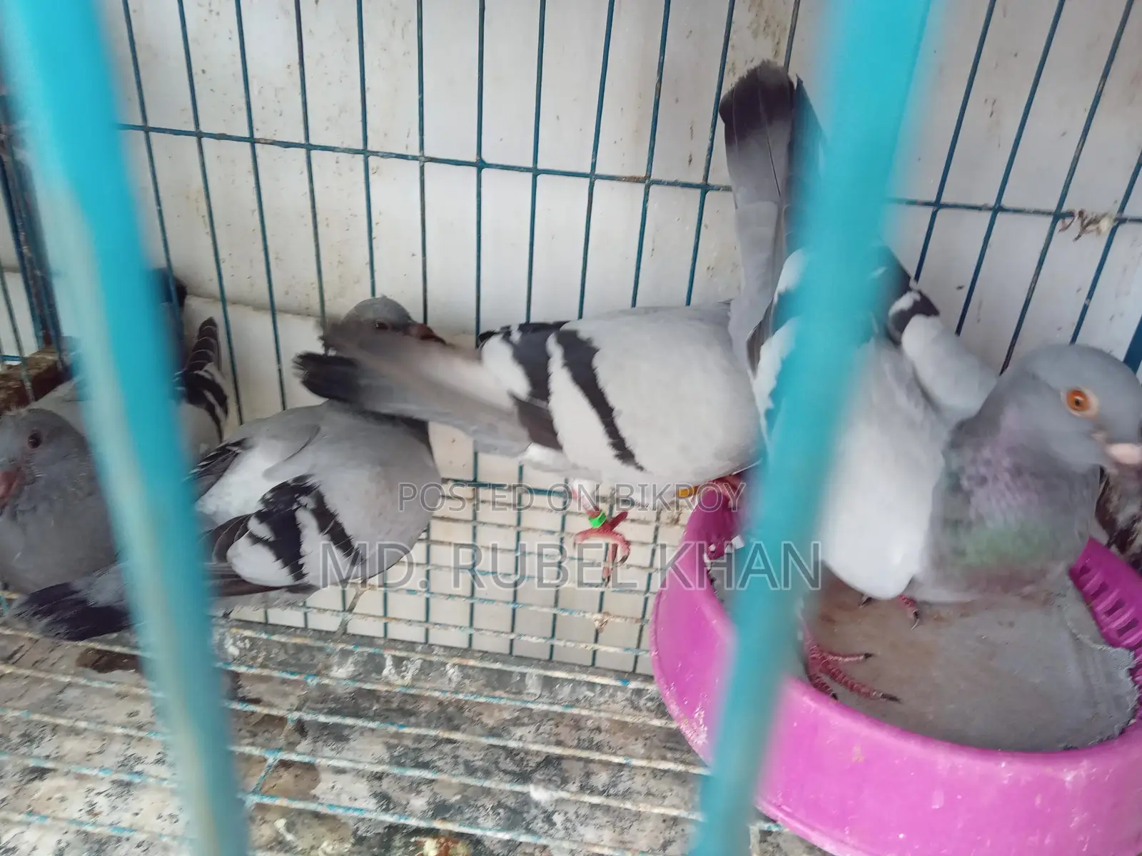 Pigeon/Pigeon Squabs