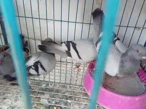 Pigeon/Pigeon Squabs