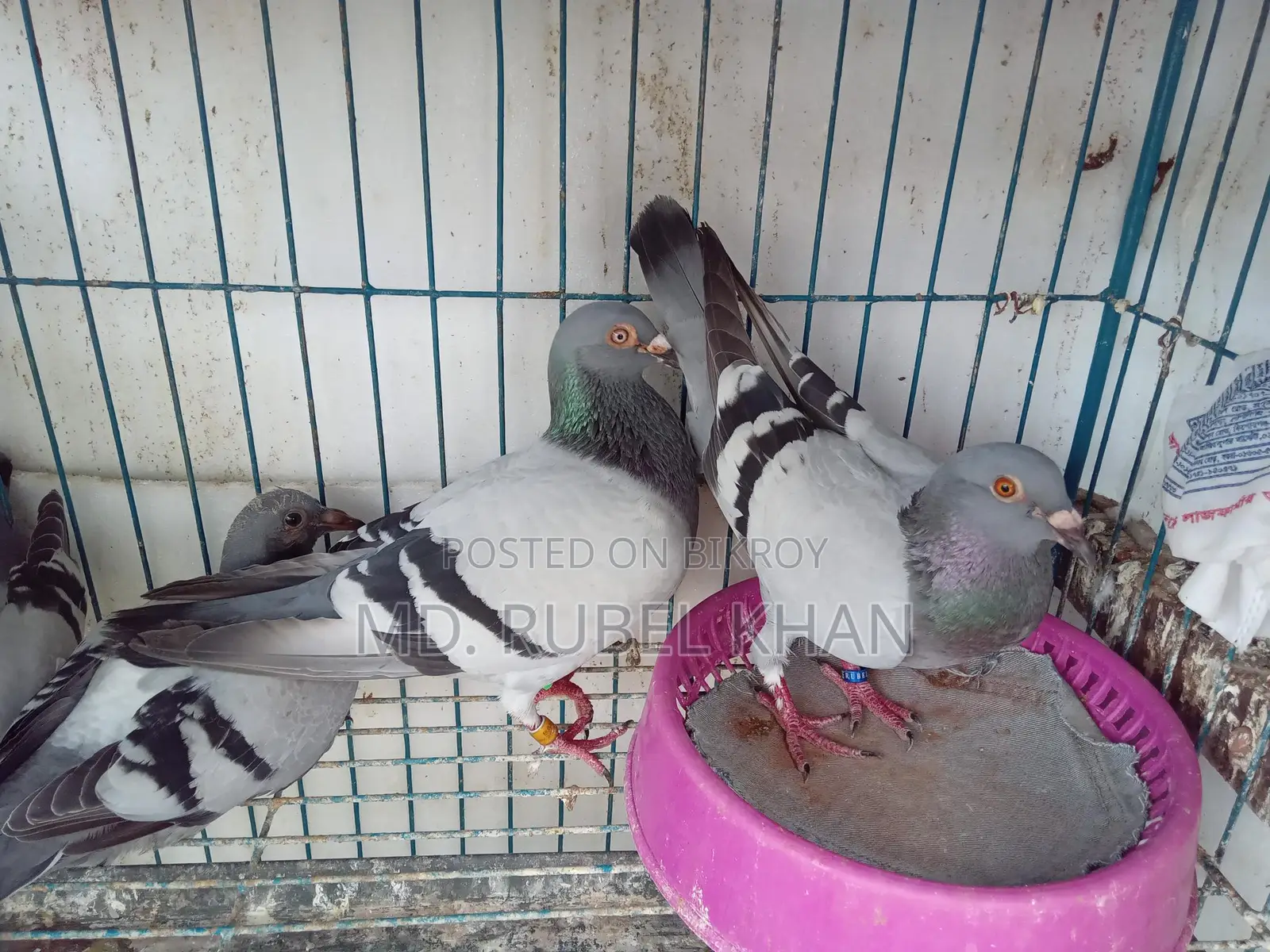 Pigeon/Pigeon Squabs