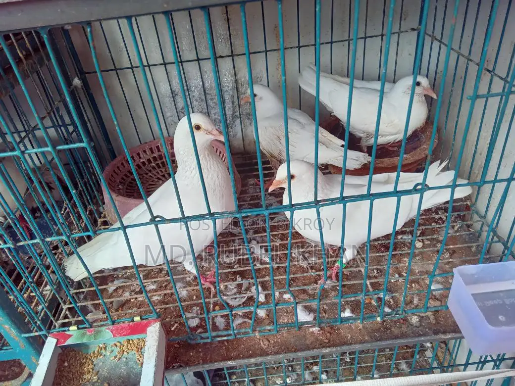 Pigeon/Pigeon Squabs