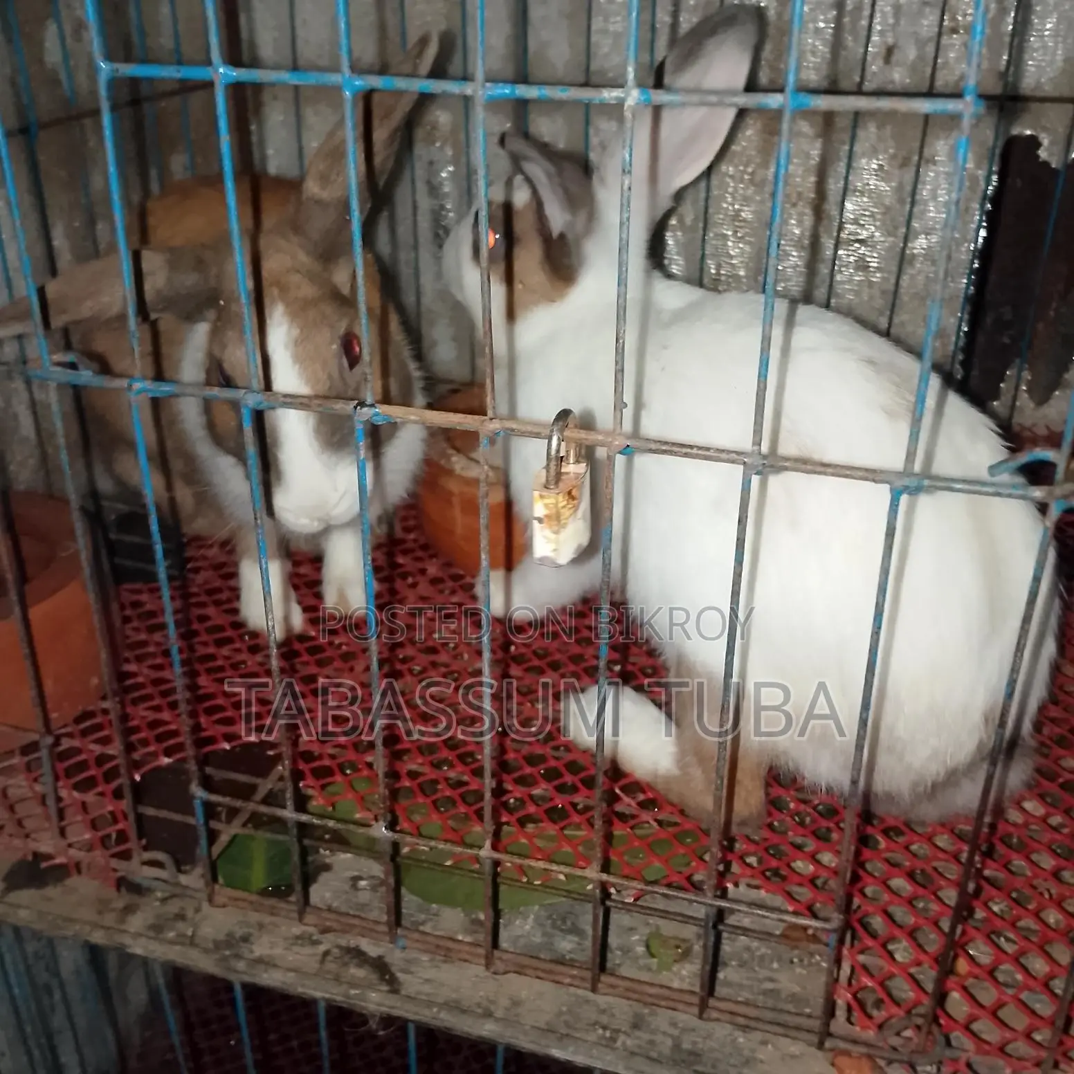 Adult Rabbit