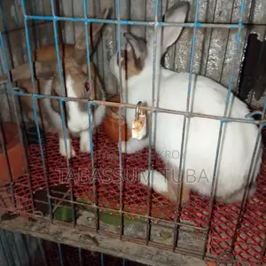 Adult Rabbit
