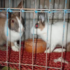 Adult Rabbit