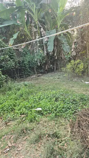 উঁচু ভিটাবাড়ি জমি বিক্রয়