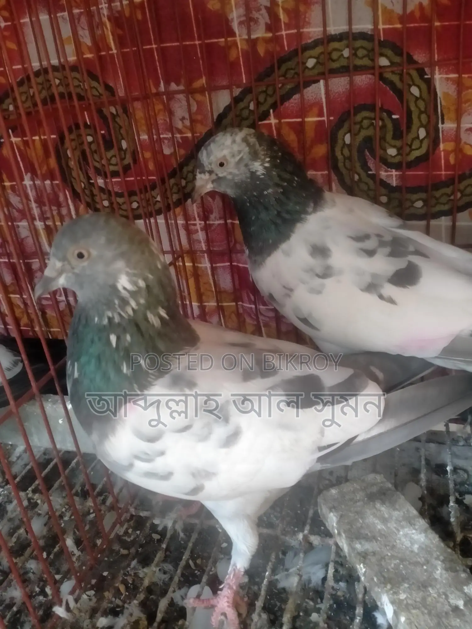Assalamu Alaikum Masha Allah, a pair of Ringneck birds for sale