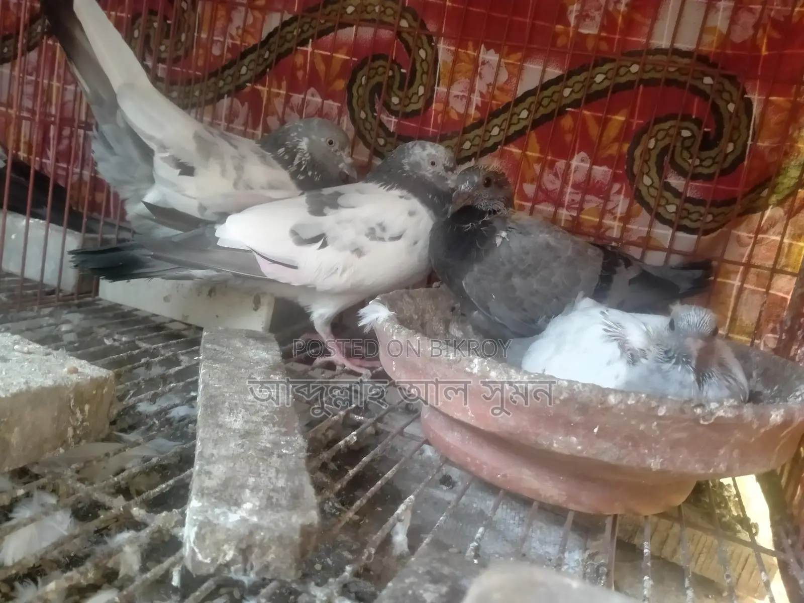 Assalamu Alaikum Masha Allah, a pair of Ringneck birds for sale