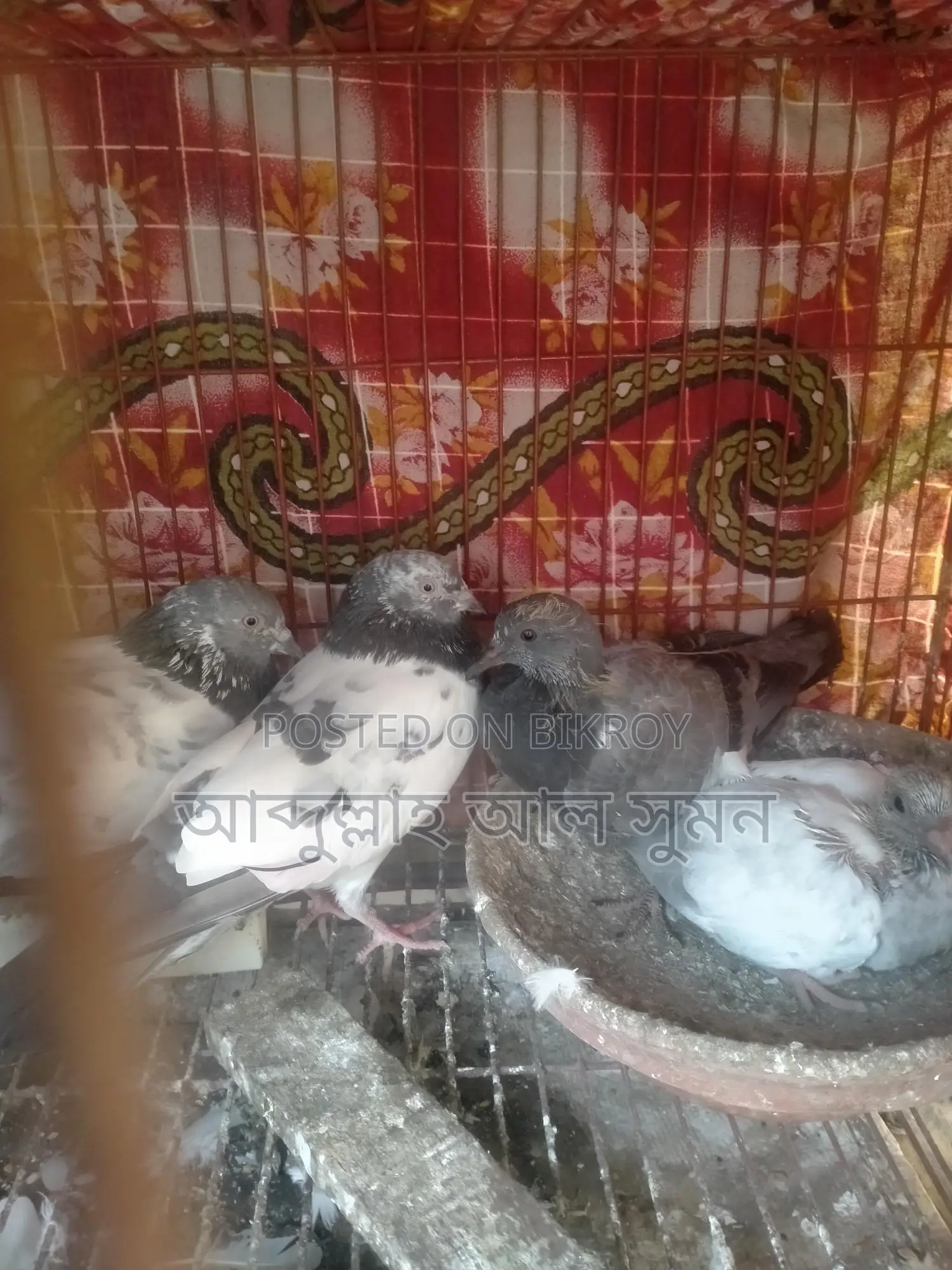 Assalamu Alaikum Masha Allah, a pair of Ringneck birds for sale