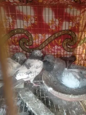Assalamu Alaikum Masha Allah, a pair of Ringneck birds for sale