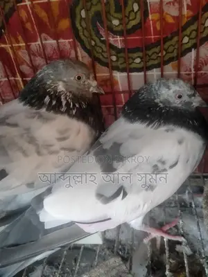 Assalamu Alaikum Masha Allah, a pair of Ringneck birds for sale