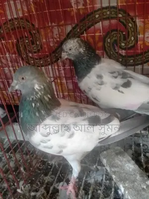 Assalamu Alaikum Masha Allah, a pair of Ringneck birds for sale