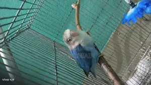 Lovebird