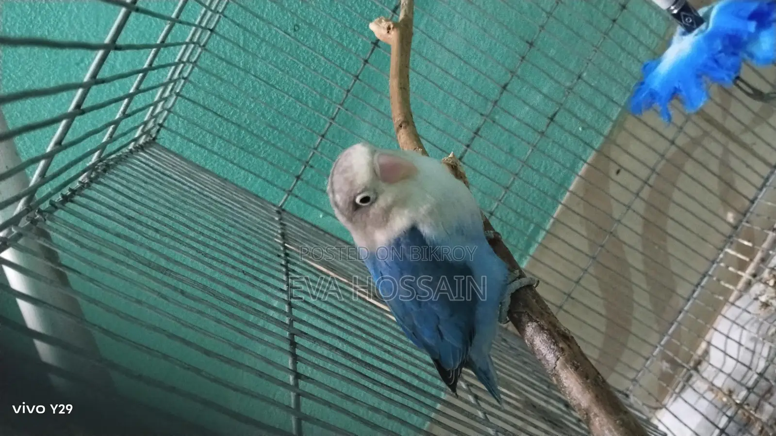 লাভবার্ড