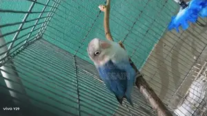 লাভবার্ড