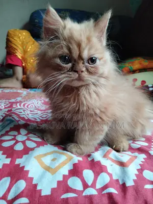 Female kitten