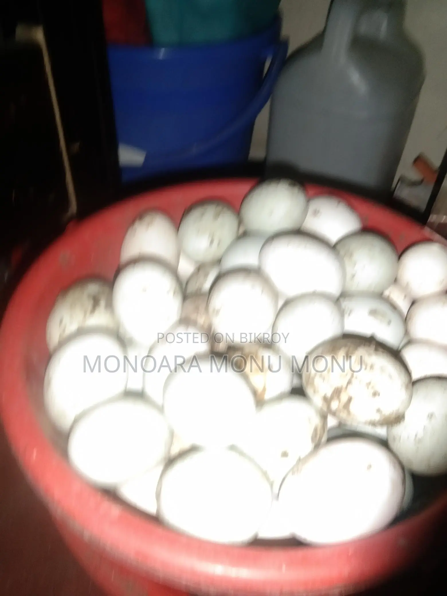 হাঁসের বিজ ডিম