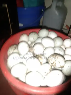 হাঁসের বিজ ডিম