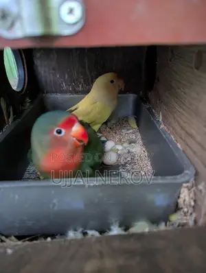 Lovebird with eggs